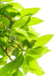 cropped-tree-leaves11.jpg
